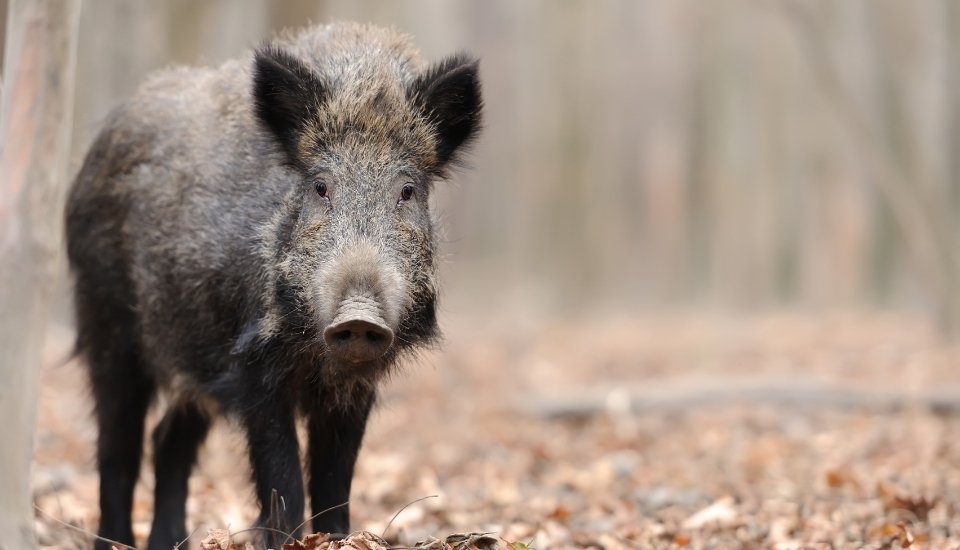 Peste porcina africana: El sector pierde ya más de 19 euros por animal vivo