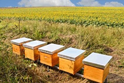 Agricultura destina 1,5 millones a agrupaciones sanitarias ganaderas y apícolas