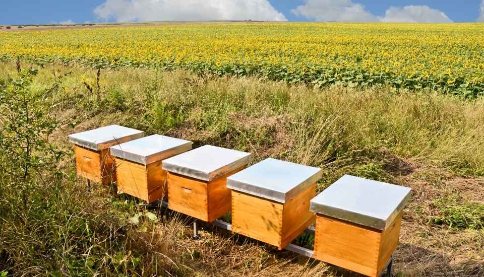 Agricultura destina 1,5 millones a agrupaciones sanitarias ganaderas y apícolas