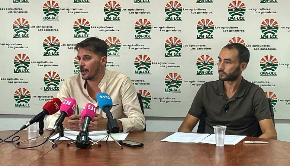 UPA-UCE exige controles ante los bajos precios de la manzanilla cacereña