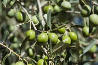 La Unión convoca un paro por los bajos precios de la aceituna