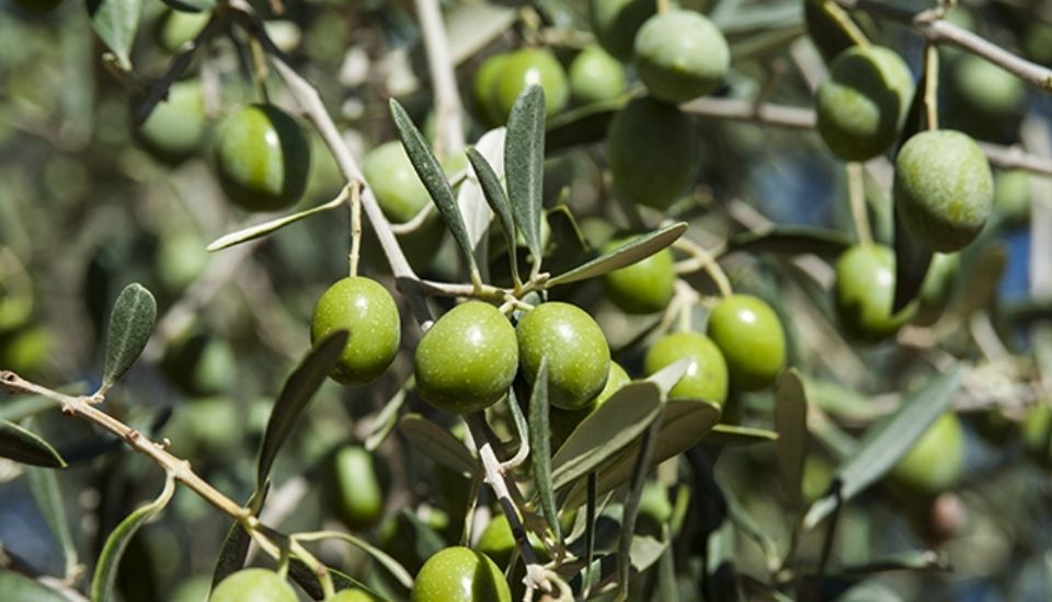 La Unión convoca un paro por los bajos precios de la aceituna