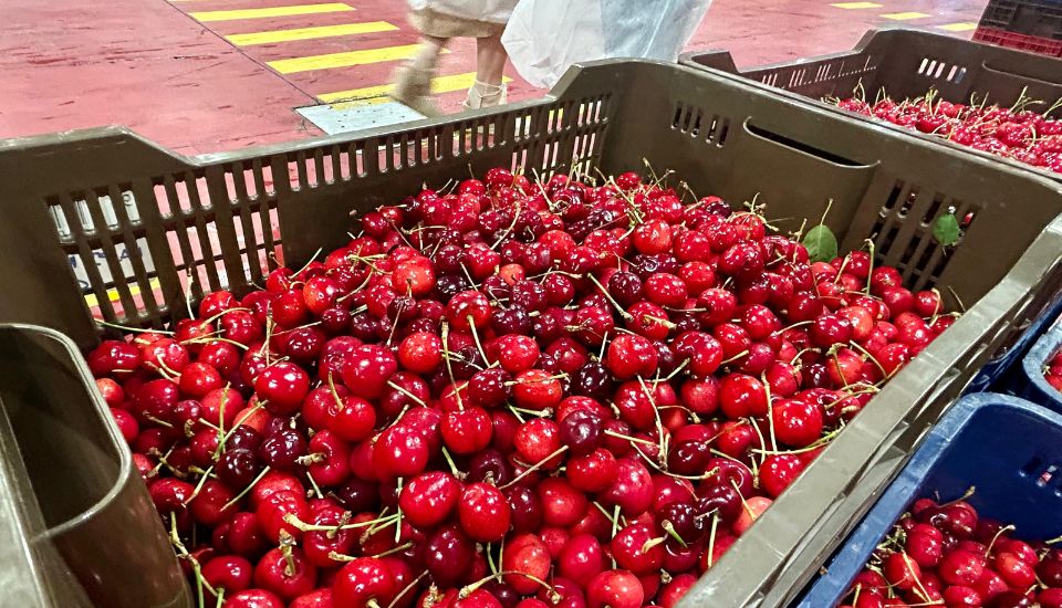 Extremadura eleva las ayudas al seguro agrario de la cereza
