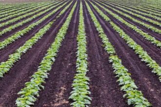 Extremadura adelanta 220 millones de euros de la PAC