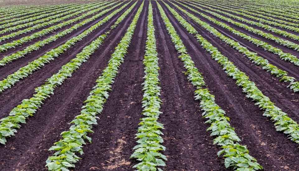 Extremadura adelanta 220 millones de euros de la PAC