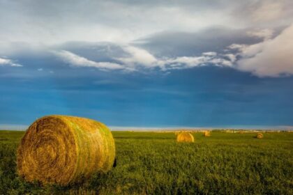 AEFA prevé una caída del 4% en la producción de forrajes deshidratados