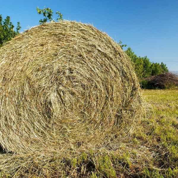 AEFA prevé una caída del 4% en la producción de forrajes deshidratados
