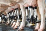 Unión de Uniones reclama subir el precio de la leche