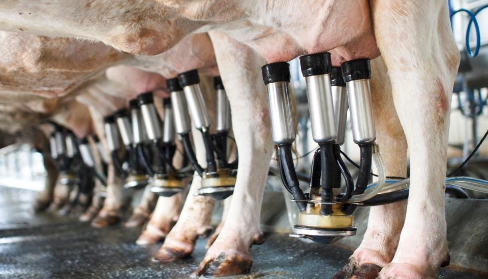Unión de Uniones reclama subir el precio de la leche