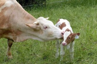 El Banco Nacional de Germoplasma Animal conserva más de 127.000 muestras de material genético
