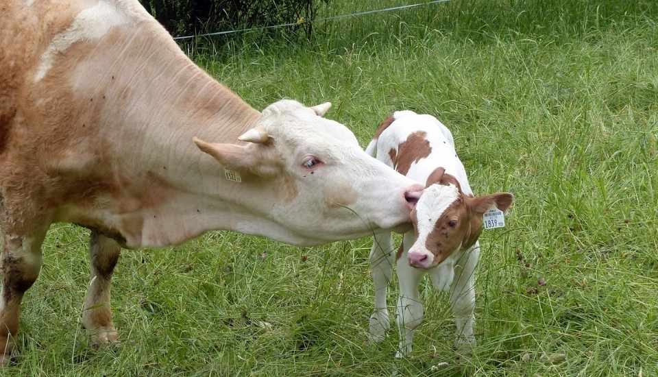 El Banco Nacional de Germoplasma Animal conserva más de 127.000 muestras de material genético