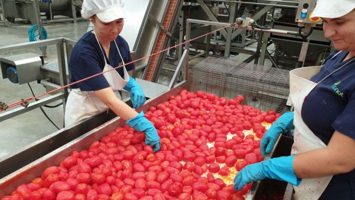 El tomate industrial extremeño cierra una campaña con menos producción
