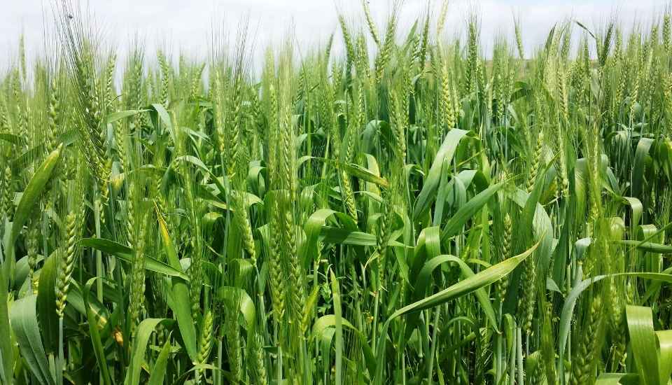 La UE eleva a 30.100 millones su superávit agroalimentario