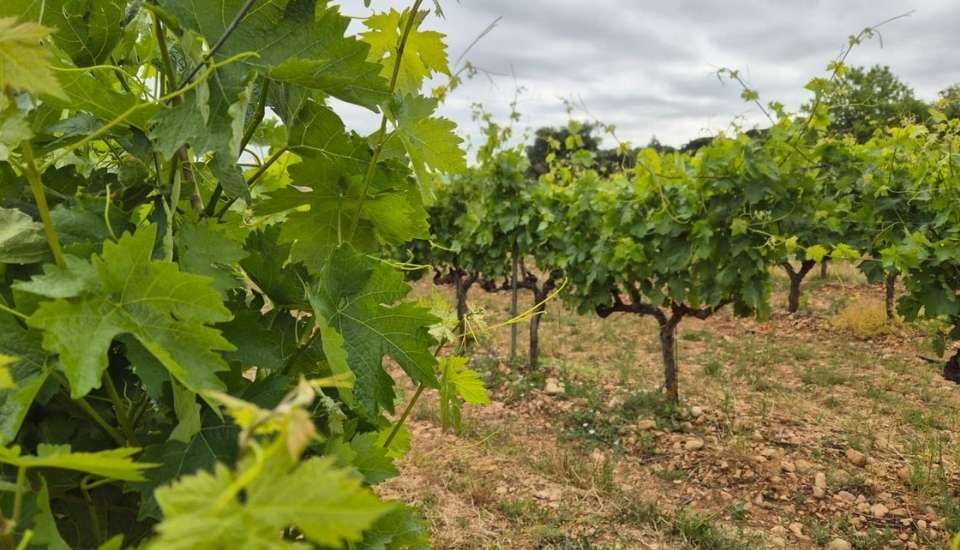 El MAPA reconoce tres nuevos viñedos singulares de Rioja