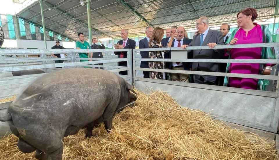 La Feria Internacional Ganadera de Zafra reúne a 2.000 cabezas de ganado y 330 expositores